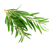 Huile d'arbre à thé